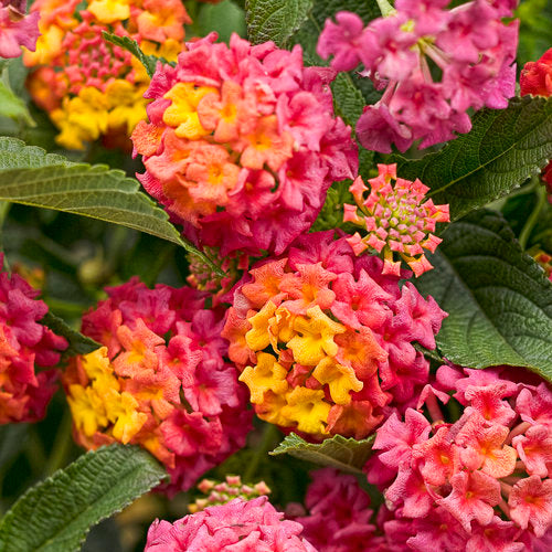 Lantana Royale Cosmo 4.3" (PW) (SHIPPED)