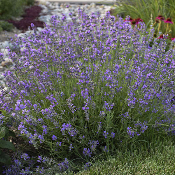 Lavandula 'Otto Quast' (1 quart)