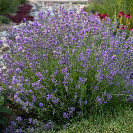 Lavandula 'Otto Quast' (1 quart)