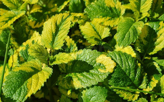 Lemon Balm (4") (Shipped)