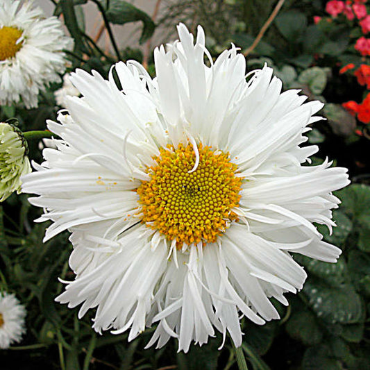 Leucanthemum Crazy Daisy