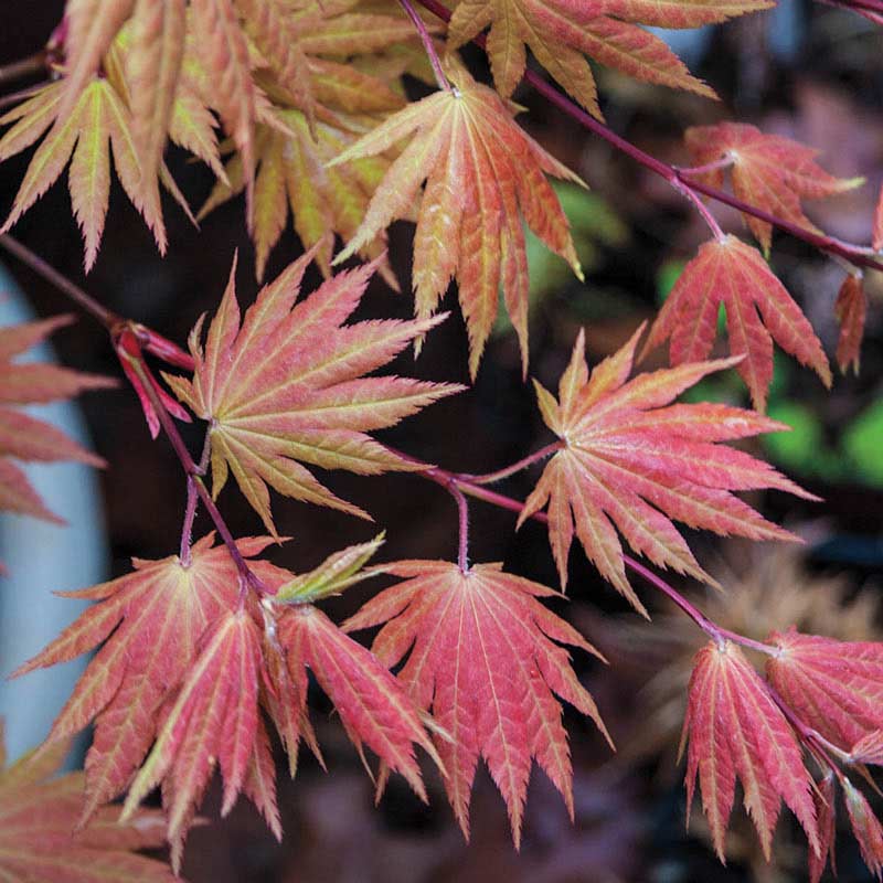 acer shirasawanum 'moonrise' JAPANESE MAPLE MOONRISE