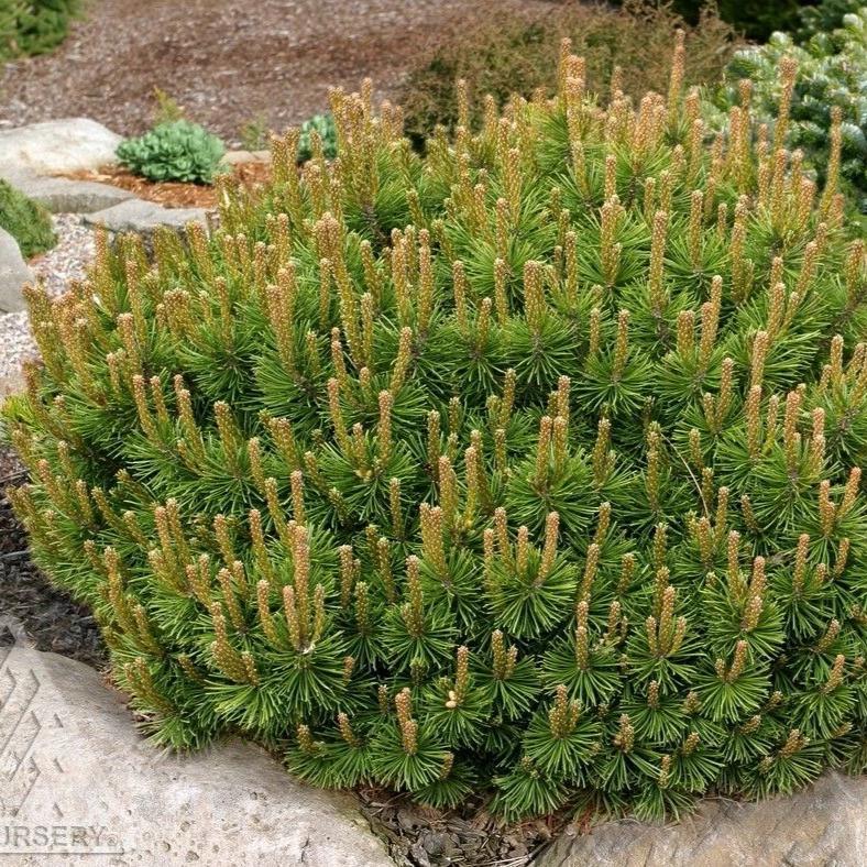 DWARF MUGO PINE (1 gallon) Pinus mugo var. pumilio