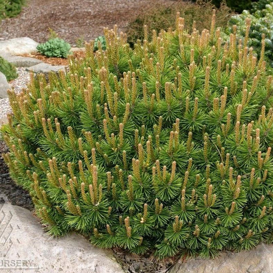 DWARF MUGO PINE (1 gallon) Pinus mugo var. pumilio
