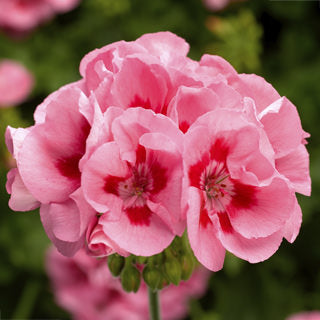 Geranium Calliope Medium Pink Flame (4.5" Pot)
