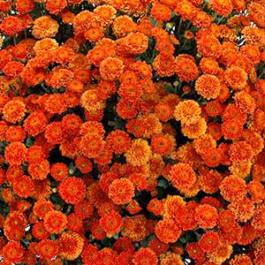 Mum Orange 8" size
