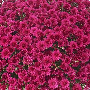 Mum Pink/Purple 8" size