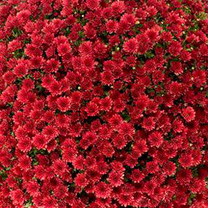 Mum Red 6" size