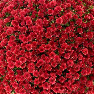 Mum Red 9" size