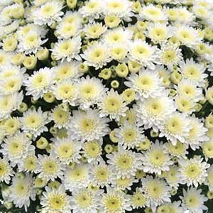 Mum White 8" size