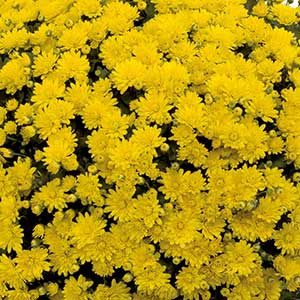 Mum Yellow 9" size