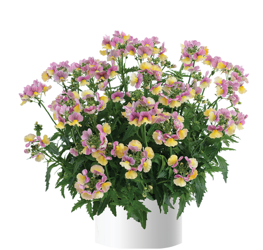 Nemesia Nesia Banana Swirl (4.5" Pot)