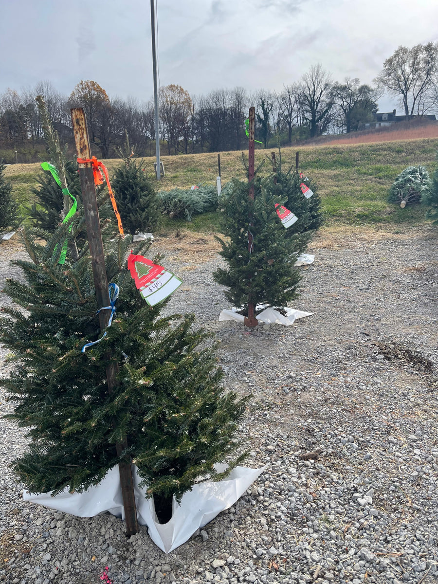 Fraser Fir Christmas Tree (3-4') – Needham'sNursery