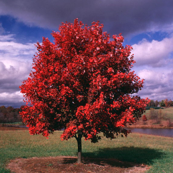 OCTOBER GLORY RED MAPLE TREE (5 gallon) 'acer rubrum'