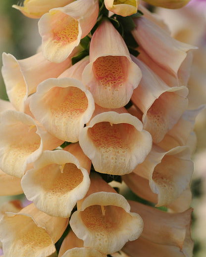 Digitalis Dalmatian Peach