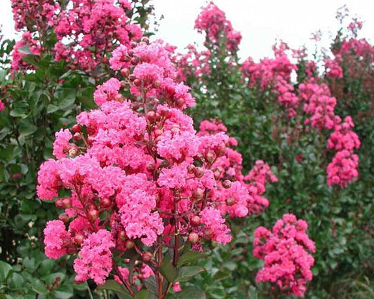 CRAPE MYRTLE PINK VELOUR (3 Gallon) lagerstroemia indica 'Pink Velour'