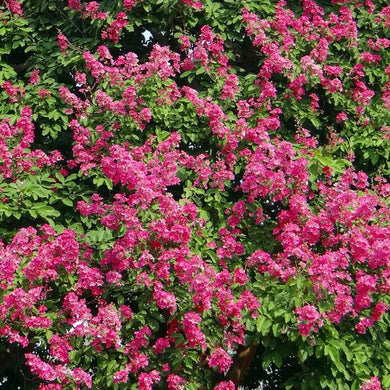 CRAPE MYRTLE POCOMOKE (3 Gallon) lagerstroemia indica 'Pocomoke'