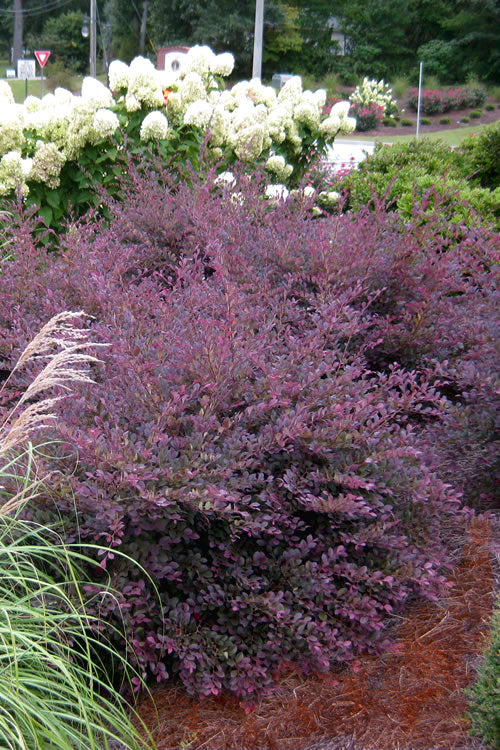 loropetalum chinense 'Purple Diamond Shang-Hi' PURPLE DIAMOND LOROPETALUM