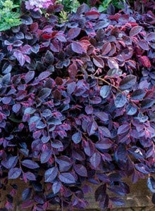 loropetalum chinense 'Purple Pixie' PURPLE PIXIE LOROPETALUM