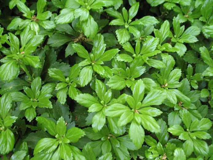 Pachysandra Green Carpet (2.5")