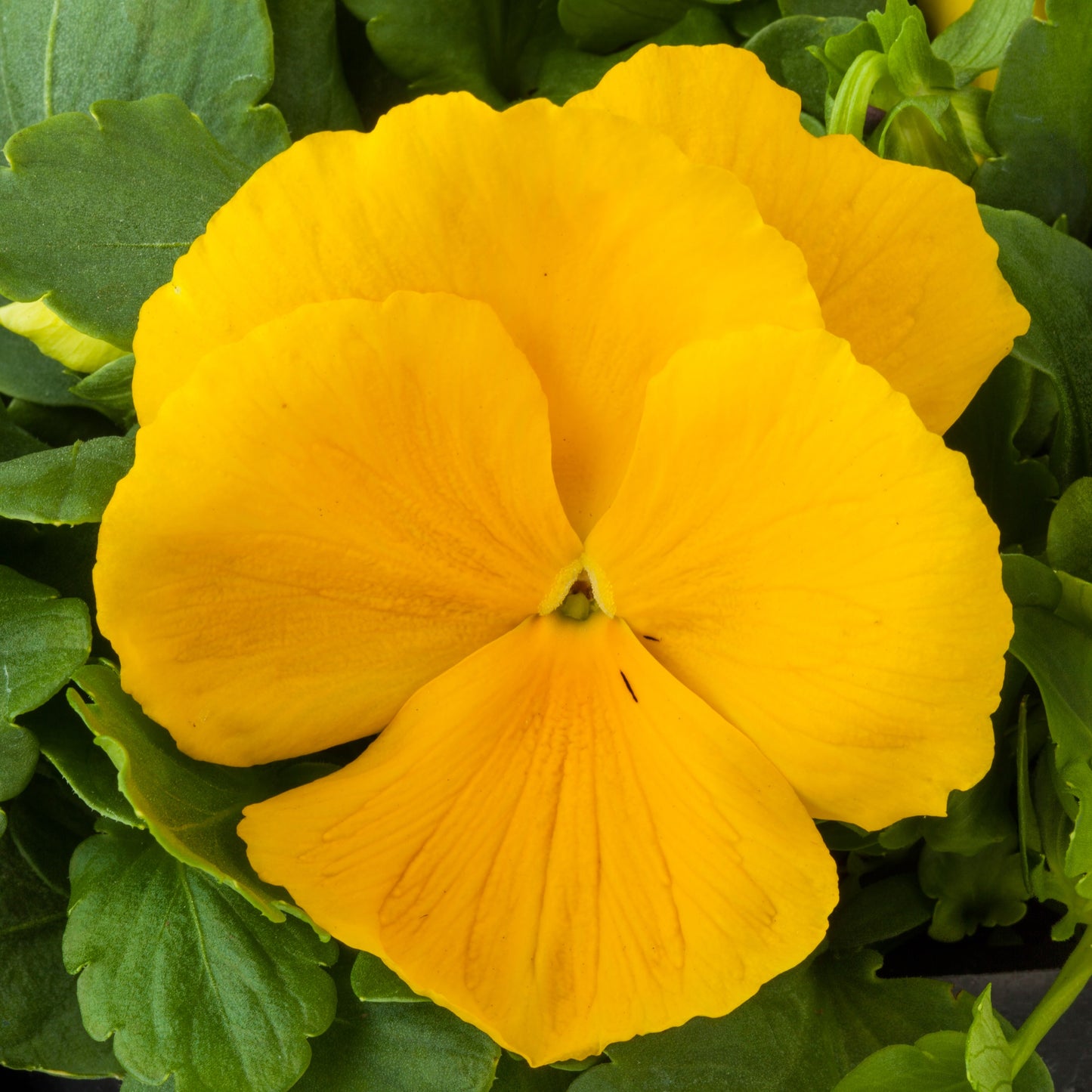 Pansy Majestic Giants II Clear Yellow (4")