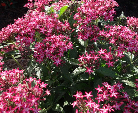 Pentas Glitterati Red Star (4.5" Pot)