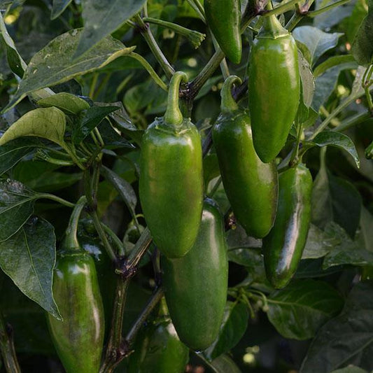 Pepper Hot Jalapeno La Bomba II (3.5") (Shipped)