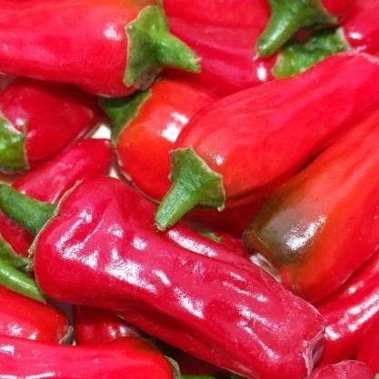 Pepper Sweet Melrose (3.5") (Shipped)