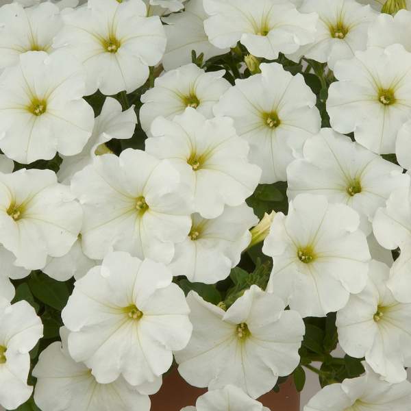 Petunia Ray White (4.5" Pot)