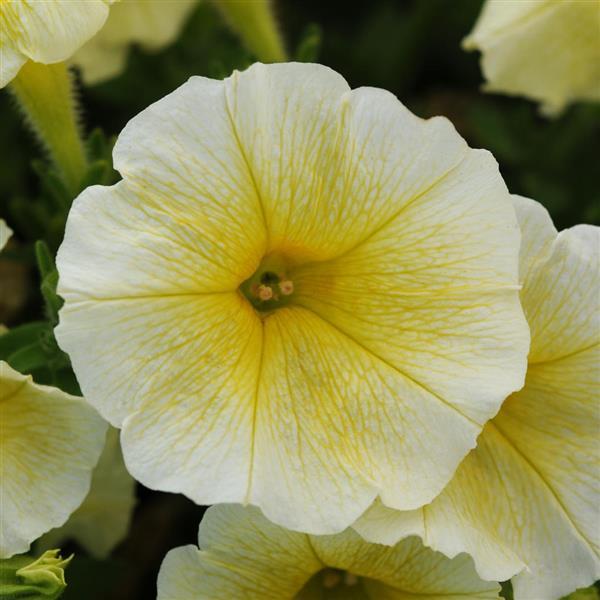 Petunia Easy Wave Yellow (Shipped)