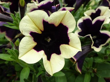Petunia Headliner Dark Saturn (4.5" Pot)