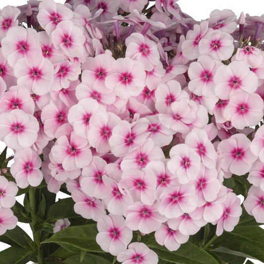 Phlox Flame Pro Baby Doll