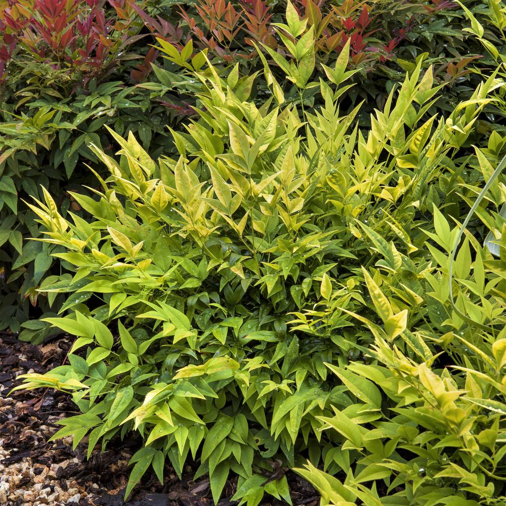 NANDINA LEMON LIME (3 Gallon) nandina domestica 'Lemon Lime'