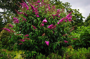 buddleia davidii 'Royal Red' ROYAL RED BUTTERFLY BUSH