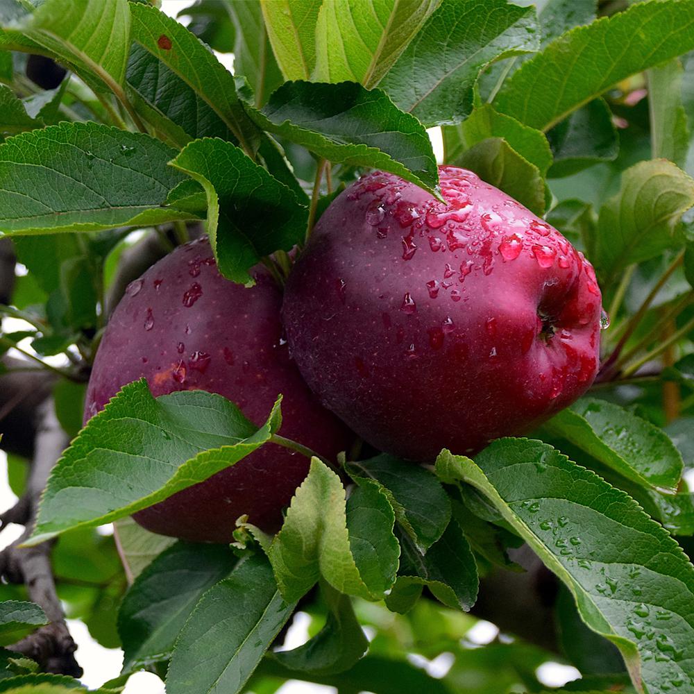 Apple Tree Red Delicious