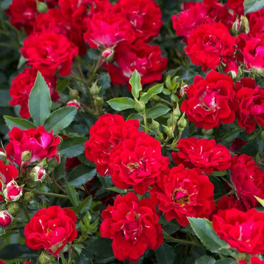 ROSE RED DRIFT (3 Gallon) Rosa 'Meigalpio'
