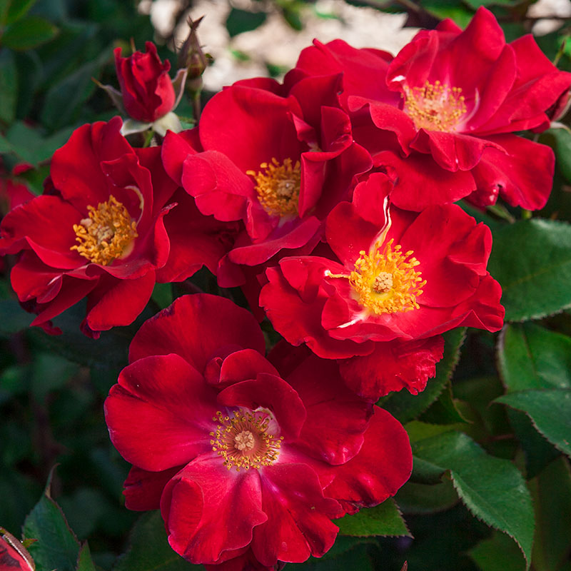 ROSE TOP GUN (3 gallon) ‘WEKmoridahor’