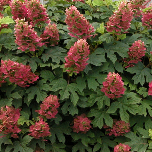 HYDRANGEA RUBY SLIPPERS (3 Gallon) hydrangea quercifolia 'Ruby Slippers'