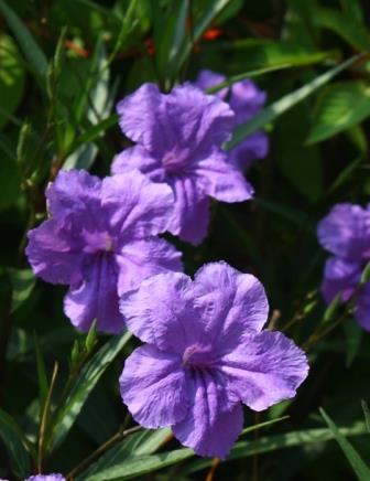 Ruellia Purple Showers (4.5 Pot)