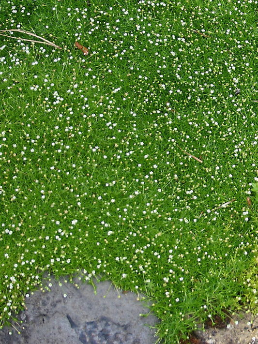 Sagina Irish Moss (2.5" Premium)