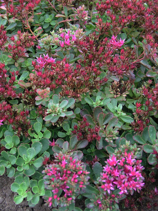 Sedum Dragon's Blood (2.5")