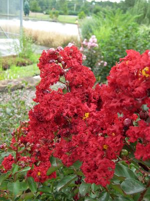 CRAPE MYRTLE SIREN RED (7 Gallon) lagerstroemia indica 'Sired Red'