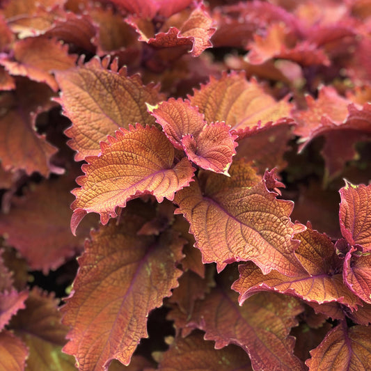 Coleus Wicked Hot 4.5" (PW) (SHIPPED)