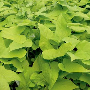 Ipomoea FloraMia Limon Wedge Sweet Potato Vine (4" Pot)