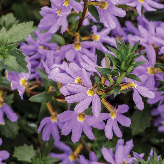 Scaevola Whirlwind Blue 4.5" (PW) (SHIPPED)