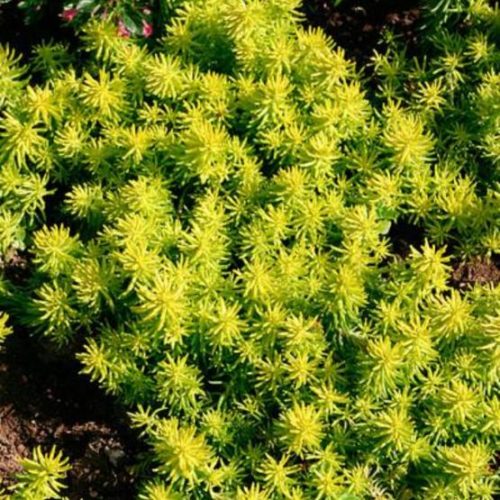 Sedum Angelina (2.5")