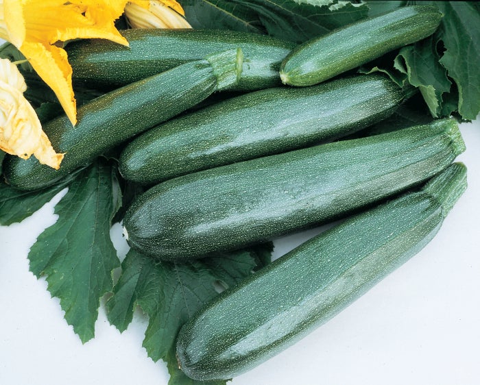 Squash Zucchini Spineless Perfection (3.5") (Shipped)