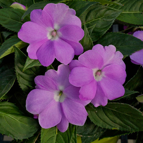 Sunpatiens Compact Orchid Blush (4.5" Pot)