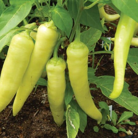 Pepper Sweet Banana (3.5") (Shipped)