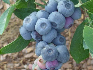 Blueberry Rabbiteye ($45)